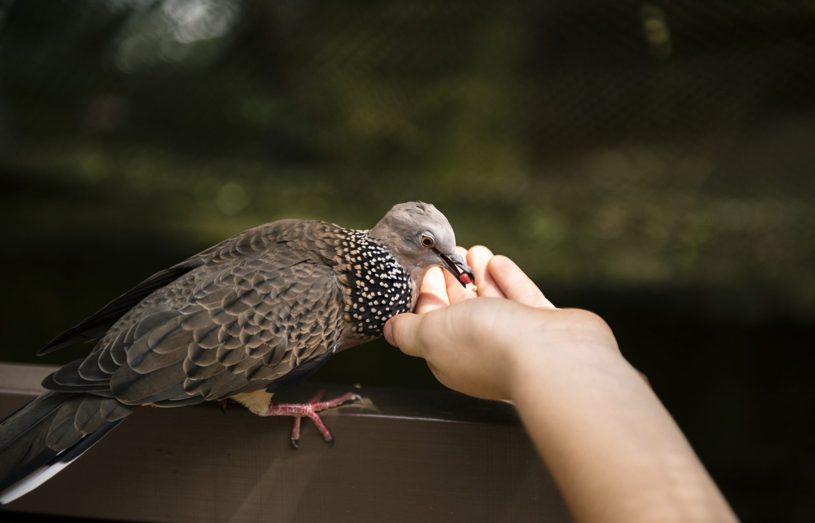 Bird eating food from human hand