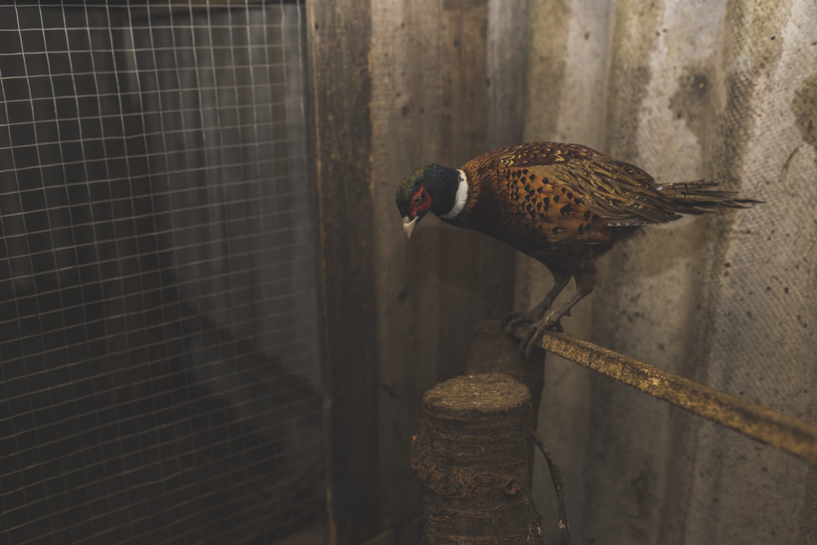 bird-sitting-stick-farm