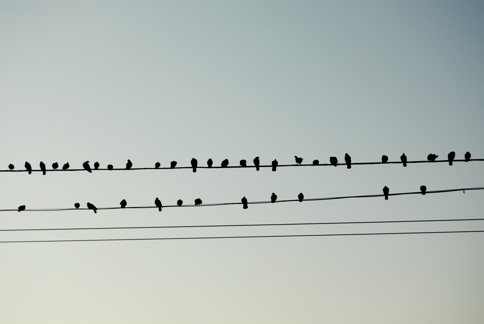 Birds on the wires like musical notes