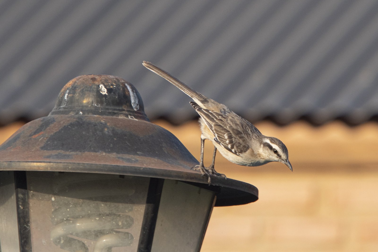 closeup-shot-sparrow-sitting-street-lamp