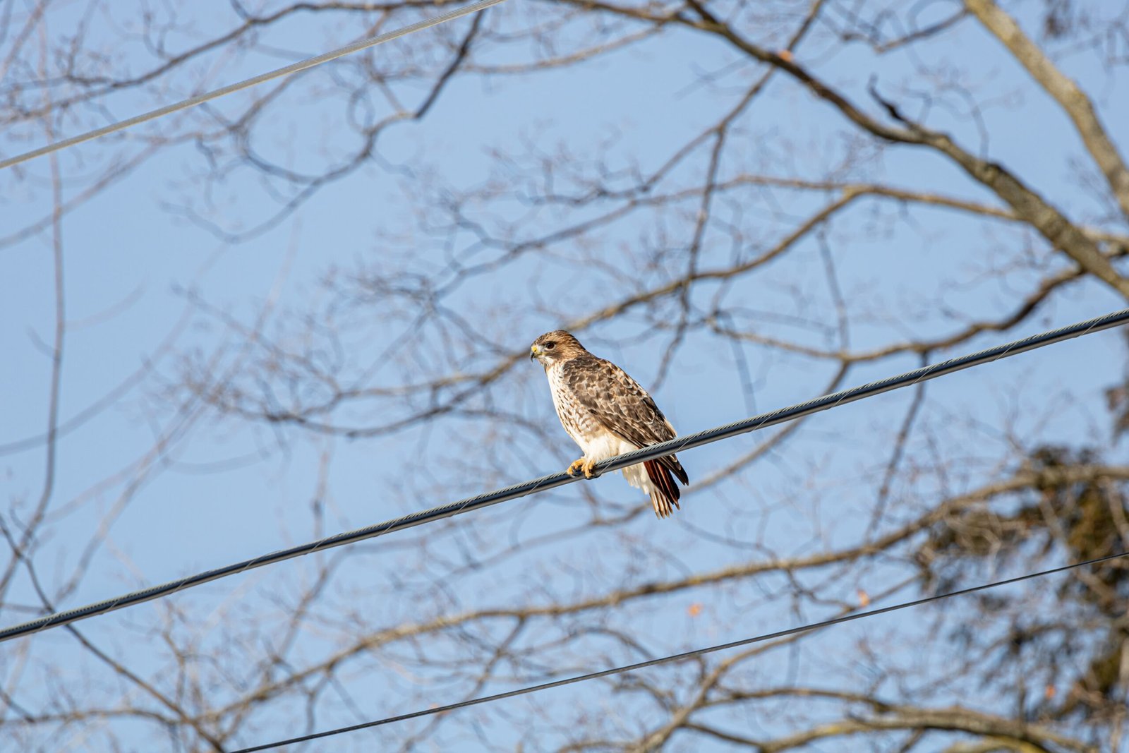 low-angle-shot-hawk-resting-cable-wire