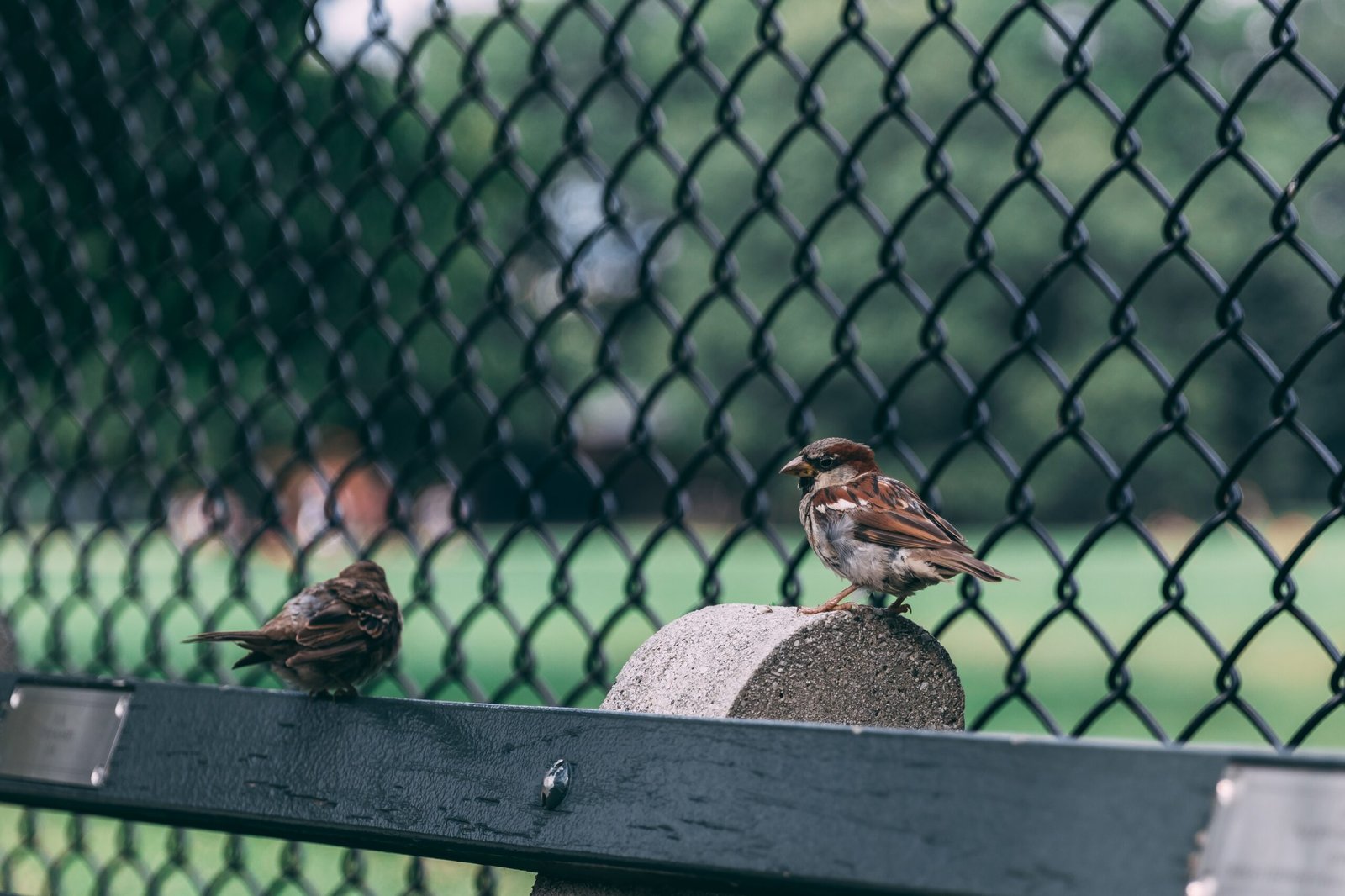 A pair of two sparrows perched on wood near a wired fence with a blurred background