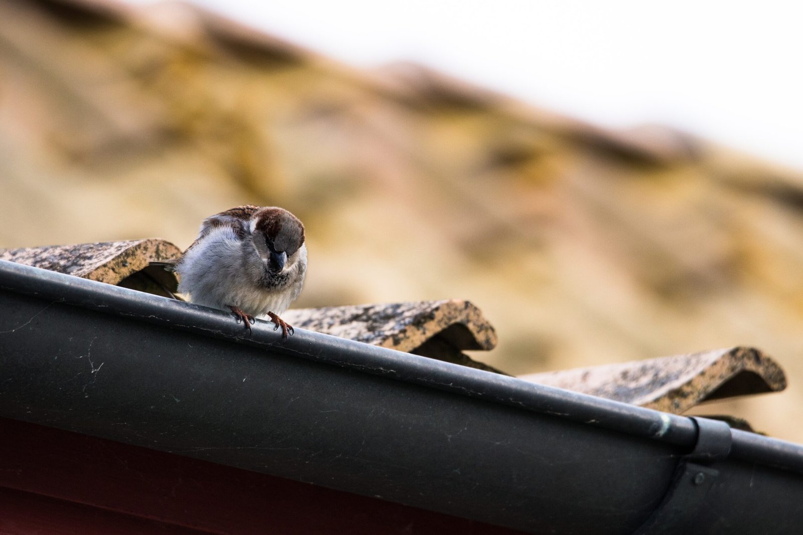 A selective focus shot of a sparrow sitting on the roof of a house